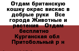 Отдам британскую кошку окрас вискас в добрые руки - Все города Животные и растения » Отдам бесплатно   . Курганская обл.,Притобольный р-н